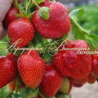 Клубника КИПЧА (КРУПНОМЕР! ОГРОМНЫЙ КУСТ, УРОЖАЙ В ГОД ПОСАДКИ) Клубника КИПЧА (КРУПНОМЕР! ОГРОМНЫЙ КУСТ, УРОЖАЙ В ГОД ПОСАДКИ)